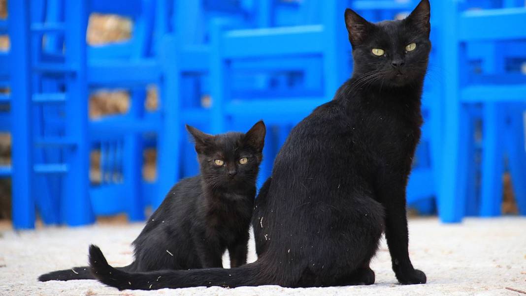 O bir kahraman: Küçük kara kedi, kadının hayatını kurtardı 2